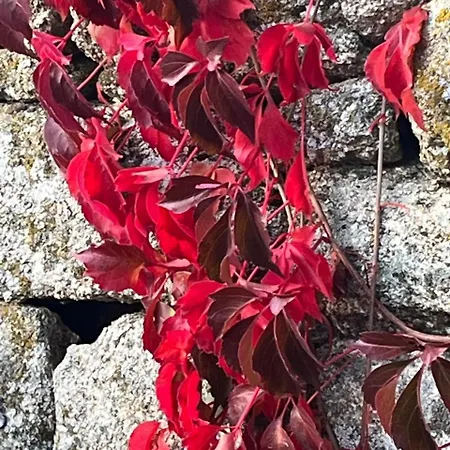 Appartamento Carballo Alenza *